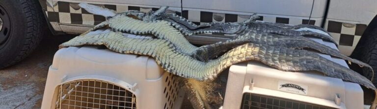 Guardia Nacional intercepta piezas de piel de cocodrilo en Cuautitlán Izcalli