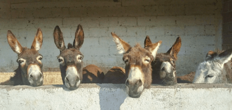 Suspendieron festejos para los burros en Burrolandia