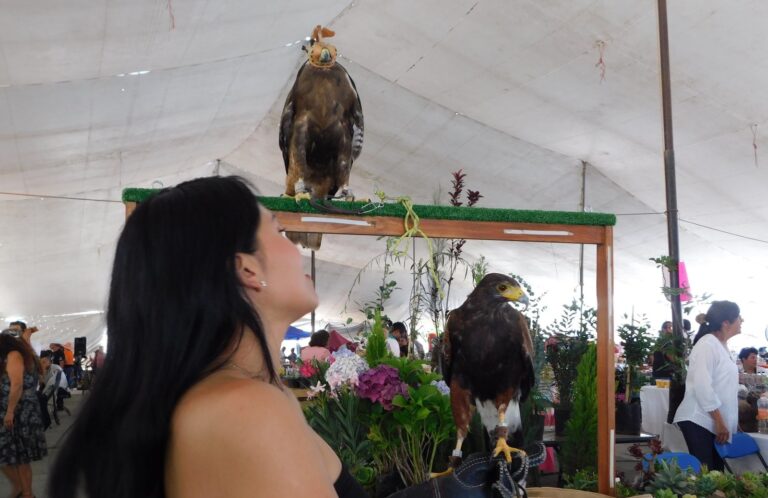 Presentaron en la Expo Ganadera de Teoloyucan “La cetrería” oficio que contribuye al control de plagas