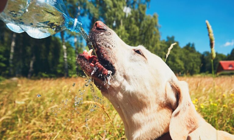 Te decimos si la ola de calor puede causar muerte de mascotas