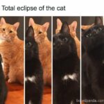 Eclipse-solar-2024-deja-los-mejores-memes-en-redes-sociales-2