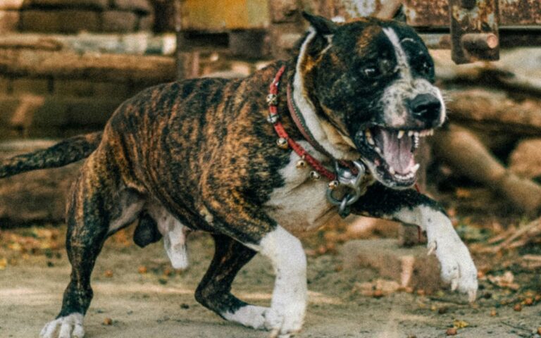 En CDMX Pitbull arranca brazo a mujer de 73 años; arrestan a la dueña