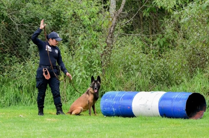 Policías del Edomex se especializan en conducción de perros para búsqueda y detección de aromas
