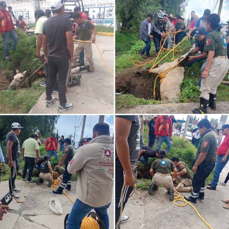 Rescatan a caballo que cayó a una zanja en Teoloyucan