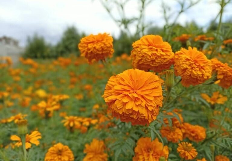 Cempasúchil mexiquense listo para abastecer mercados nacionales