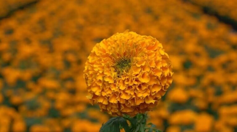 Edomex tercer lugar a nivel nacional en producción de flor de cempasúchil