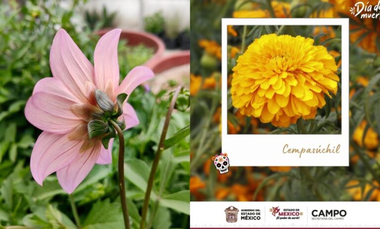 Floricultores listos para llegada de los muertos a Estado de México