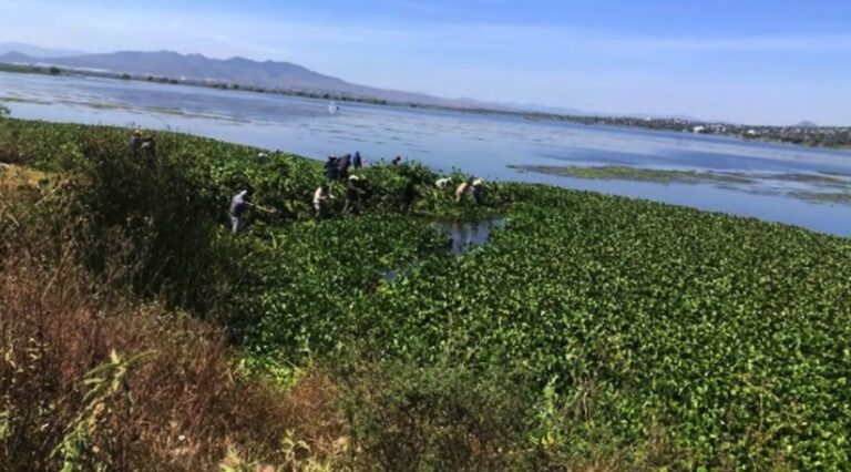 Lirio acuático amenaza la pesca en la laguna de Zumpango