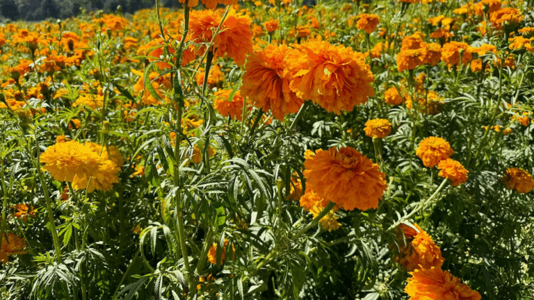 Listo campo mexiquense para corte de flor para Día de Muertos