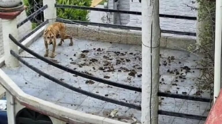 Rescatan a 18 perros en condiciones insalubres dentro de un inmueble en Cuautitlán Izcalli