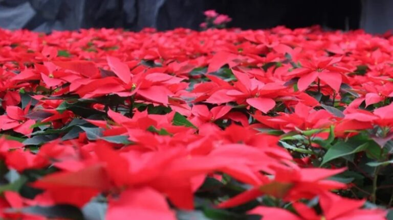 Aseguran productores mexiquenses de Nochebuena que mantendrán precios pese a daños por lluvias