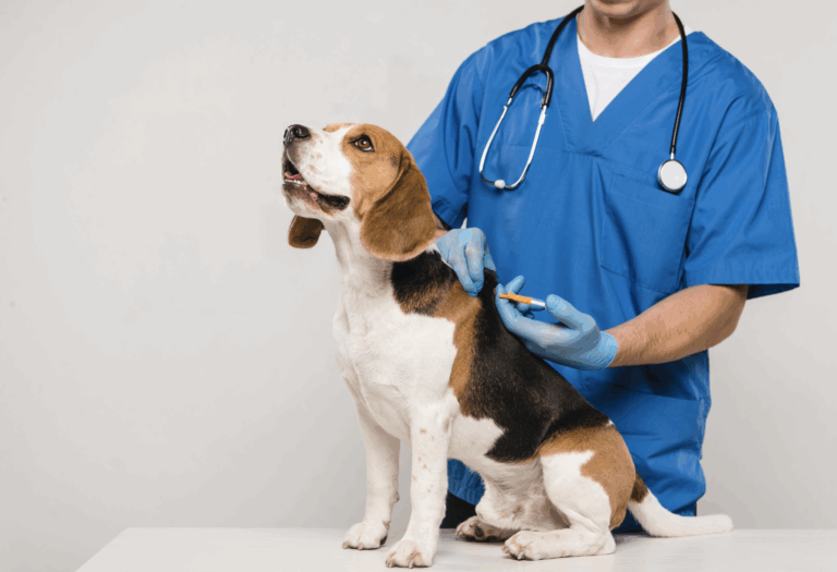 Conoce la importancia de vacunar a tu mascota en esta temporada invernal