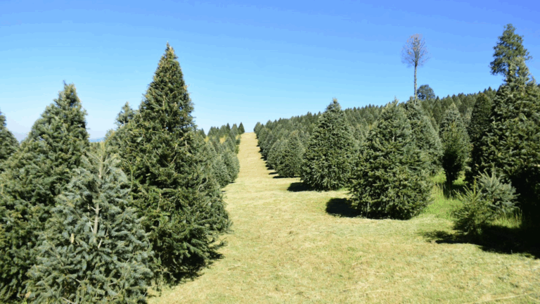 Listas 235 plantaciones para la comercialización de árboles de Navidad naturales