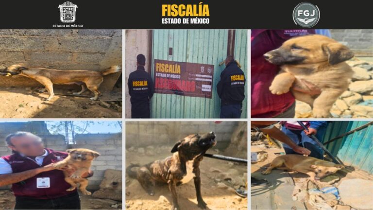 Rescatan a seis caninos maltratados en Tultitlán