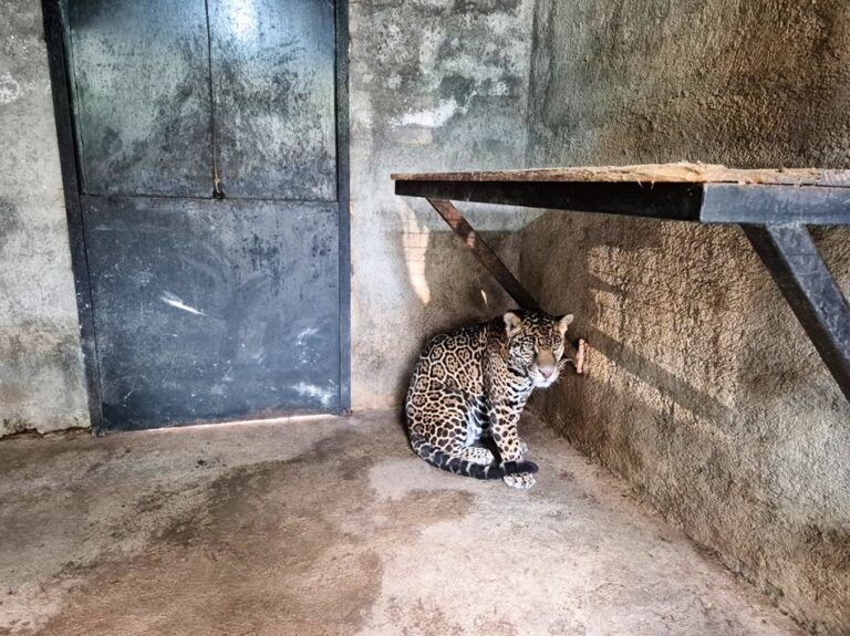 Aseguran jaguar en domicilio de Jilotepec durante cateo de la FGR