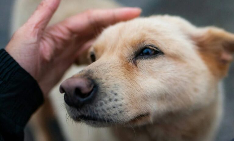 Piden no abandonar perros en inmediaciones de la Basílica de Guadalupe