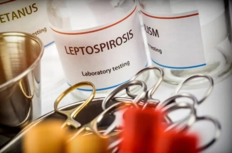 ¿Qué es la leptospirosis, qué la causa y cuáles son sus síntomas?
