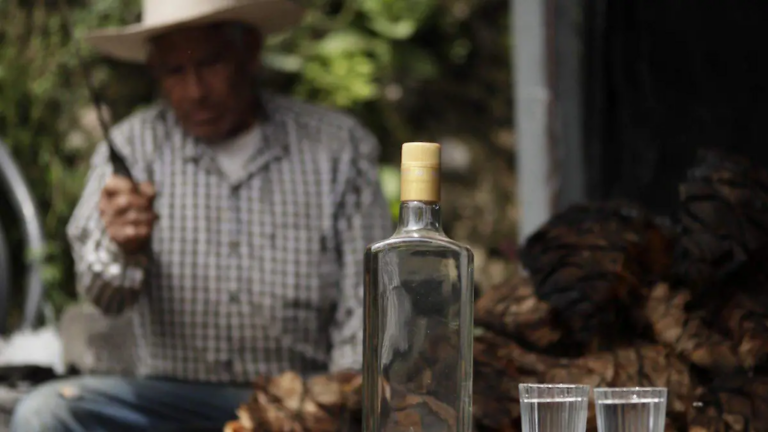 Reconocimiento del mezcal mexiquense el primer paso rumbo a la exportación