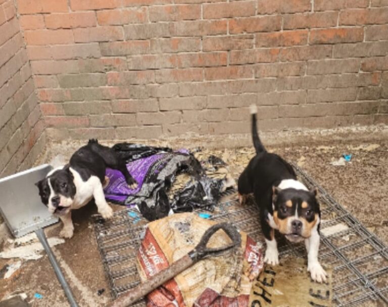 Rescata Fiscalía once caninos de aparente maltrato en Cuautitlán Izcalli