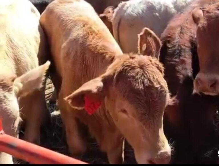 Baños garrapaticidas y trampas entomológicas para frenar gusano barrenador en Edomex