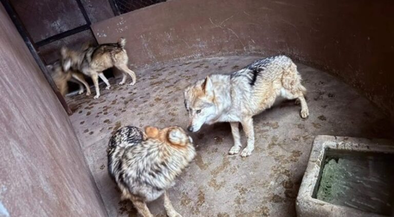 De Zacango a Coahuila: reubican lobos grises mexicanos en riesgo de extinción