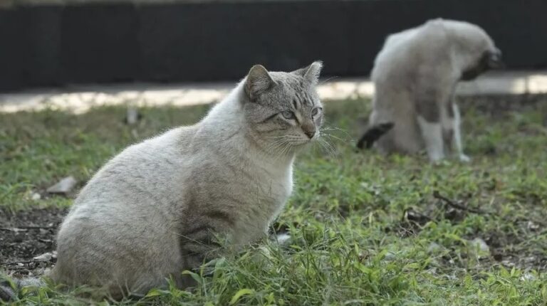 Declaran 6 de octubre Día de los Seres Sintientes en Edomex