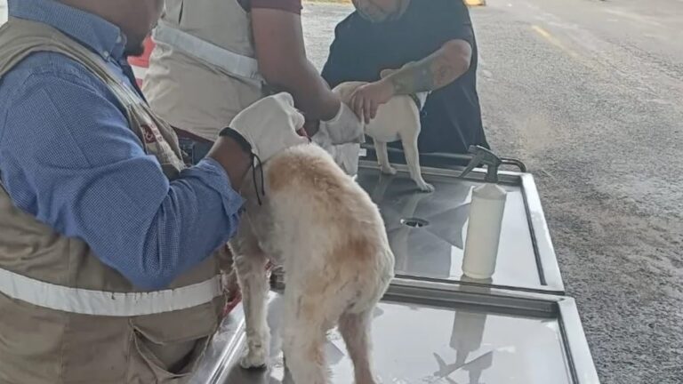 Detectan primer caso de gusano barrenador en una cabra en Edomex