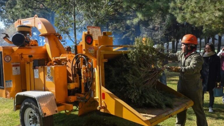 Habilitarán centros de acopio para reciclar árboles de Navidad en Edomex