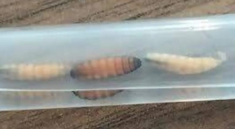 Salud descarta contagios humanos por gusano barrenador en Edomex