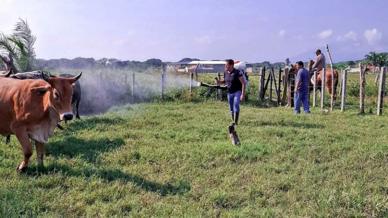 Acumula Edomex 54 casos de gusano barrenador, 33 están activos