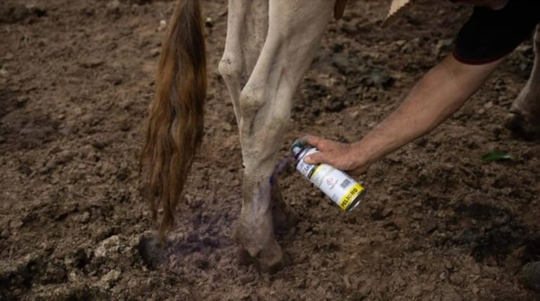 Edomex registra 29 casos positivos de gusano barrenador durante enero de 2026