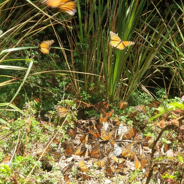 Lanzan operativo Mariposa Monarca en bosques del Edomex