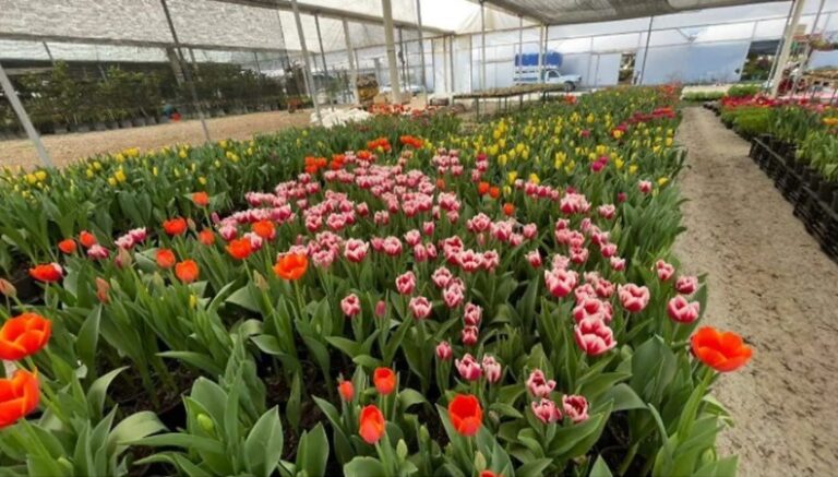 Tulipanes, la apuesta de los floricultores mexiquenses para el 14 de febrero