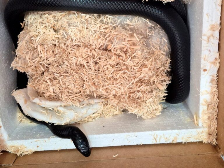 Envían por mensajería al Estado de México 2 venenosas serpientes