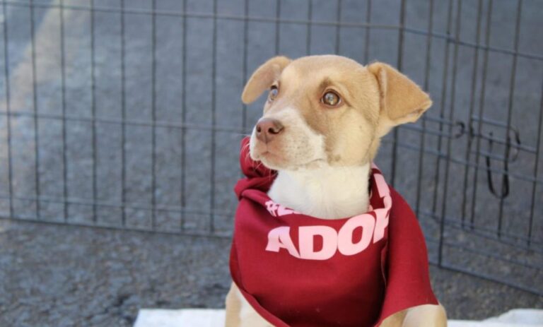 Aprueba Edomex Ley de Bienestar Animal con rescate y adopciones