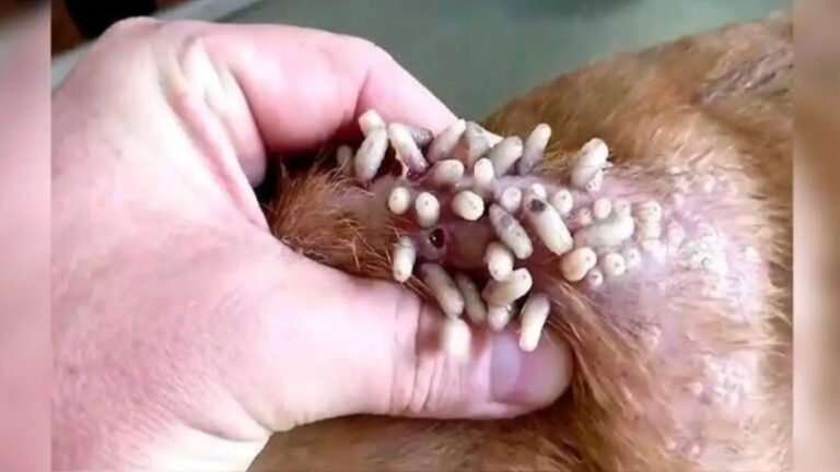 Edomex registra 17 casos de gusano barrenador en animales de compañía