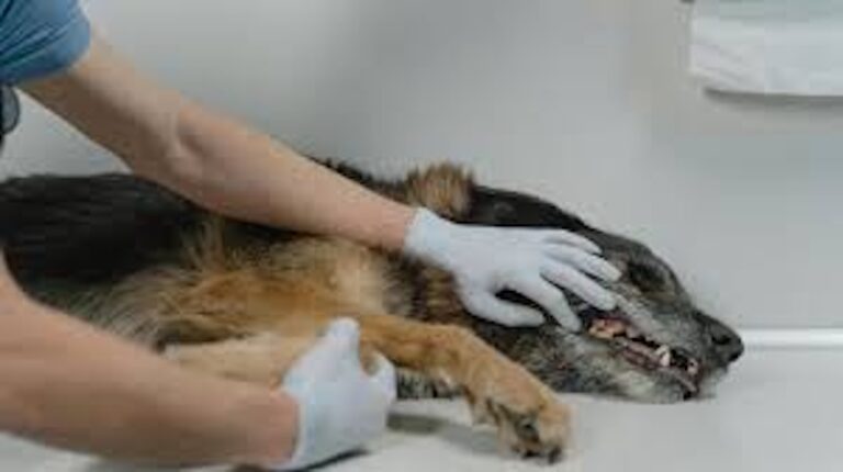 Emiten recomendaciones para proteger e identificar Gusano Barrenador en mascotas