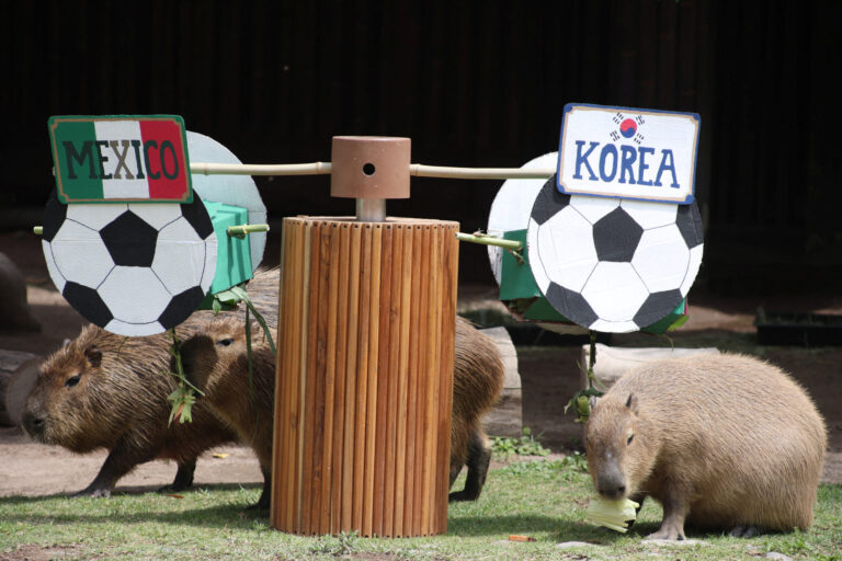 Elefantas, gorilas y capibaras dan sus pronósticos del Mundial
