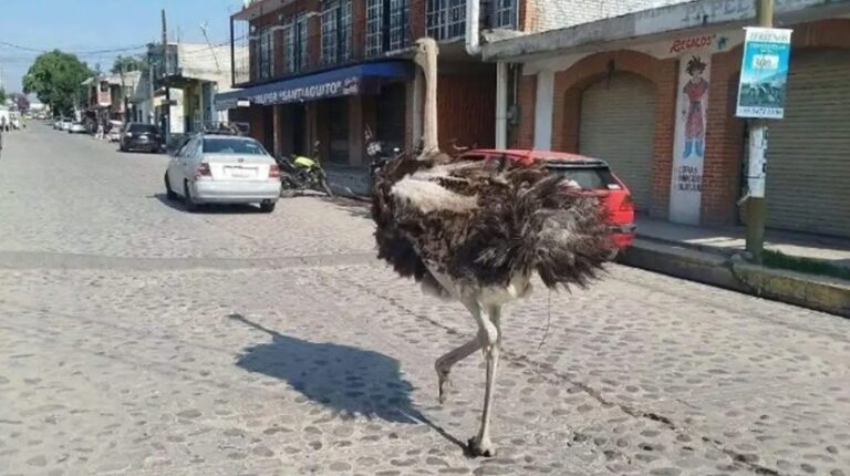 Esto se sabe de la avestruz que hizo viral a la comunidad de Santiago Cuautlalpan