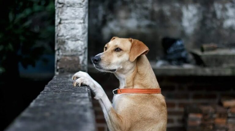Prepara Edomex padrón estatal para registrar mascotas y detectar casos de maltrato