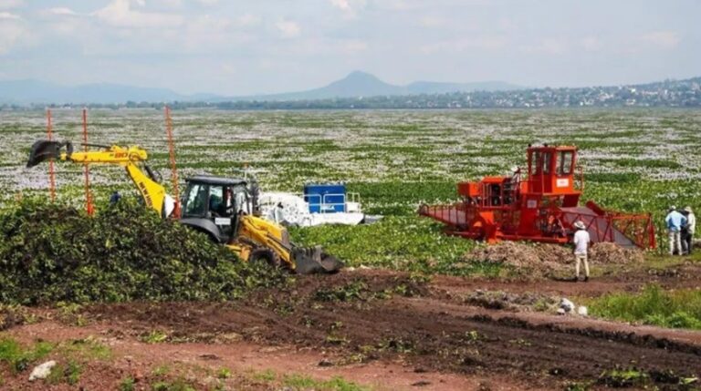 Refuerzan bordos y combaten lirio acuático en la Laguna de Zumpango