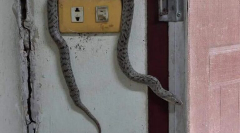 Te decimos qué hacer si encuentras un cacomixtle, serpiente u otro animal silvestre en casa