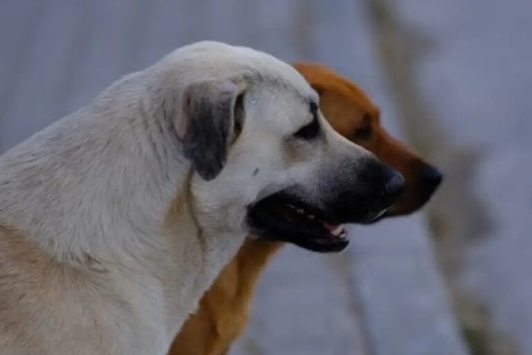 ¿En qué momento se deben vacunar a los perritos?