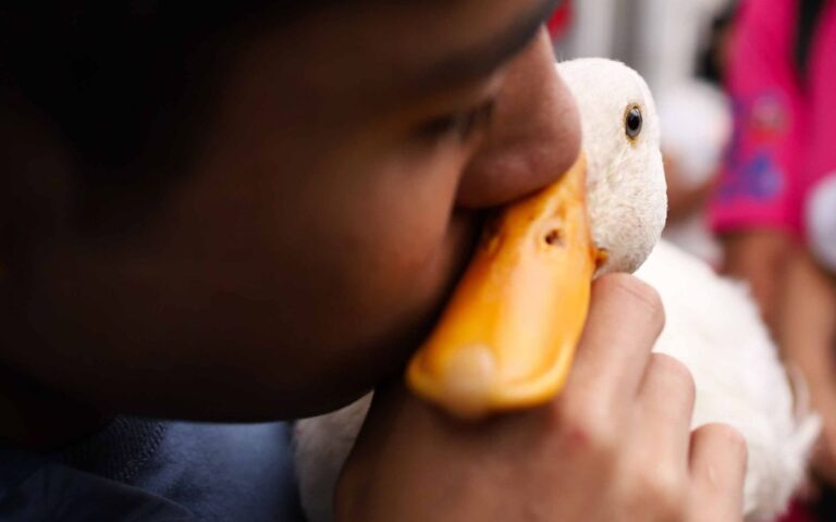 Vacío legal permite la venta masiva de patos como Merlín en mercados