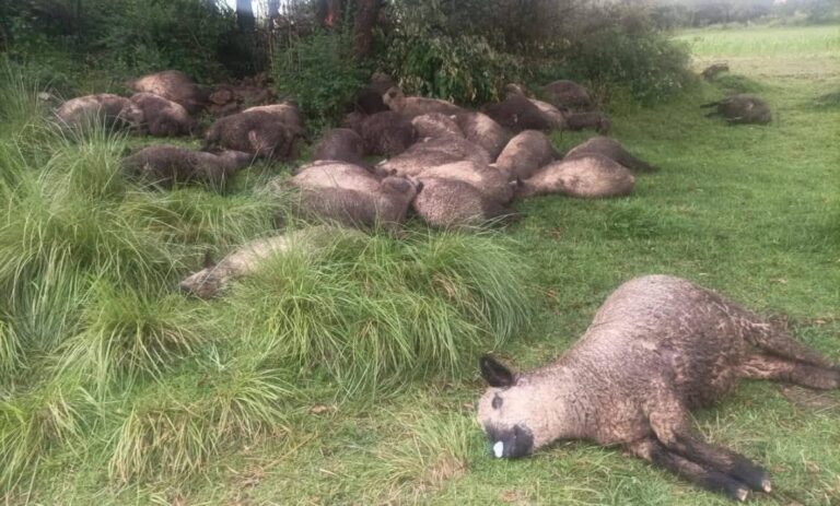 Mata rayo a rebaño de ovejas en Edomex