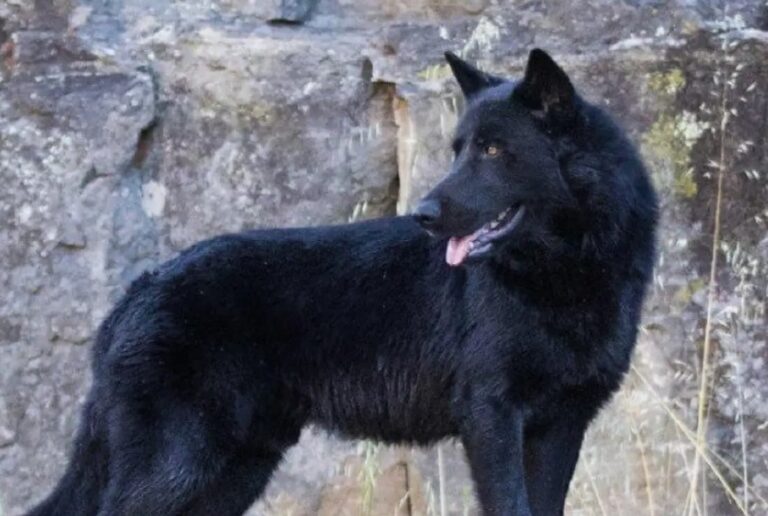 ¿Qué es el Calupoh? UNAM explica por qué este perro mexicano no debe usarse como guardián