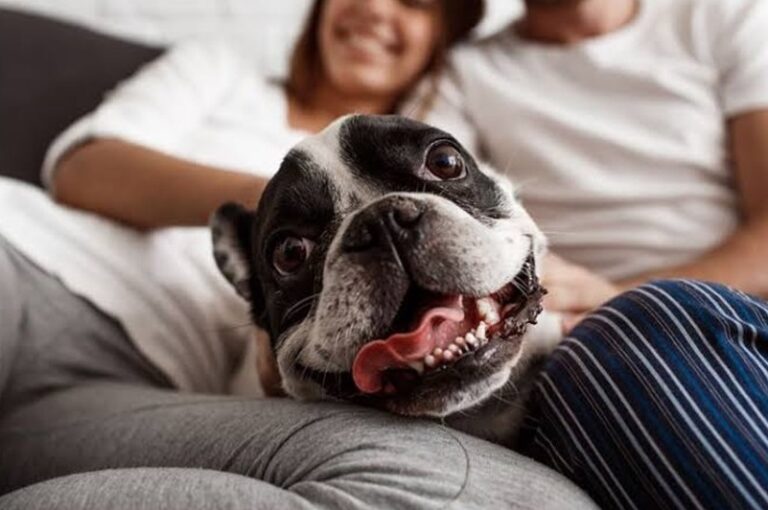¿Tu perro entiende tus emociones? Estudio revela cómo reconoce la felicidad, miedo y tristeza