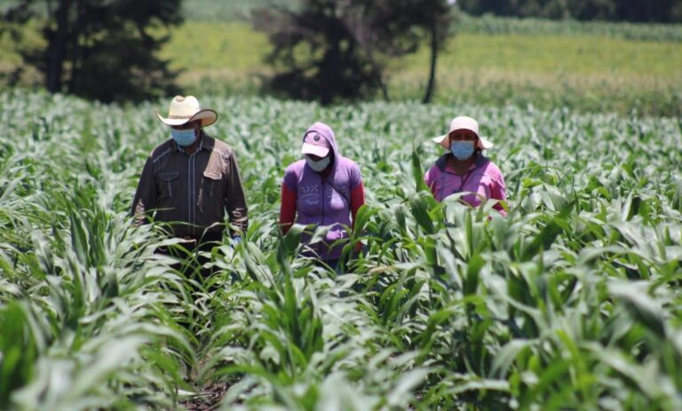 Darán hasta 642 mil pesos a productores de maíz y amaranto del Edomex
