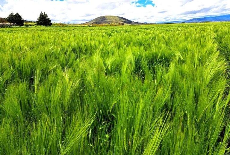 Región Zumpango recibirá apoyo para asegurar cultivos de cebada ante fenómenos climáticos