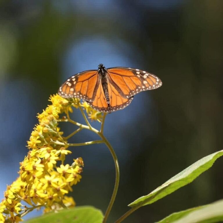 Alista Edomex sus santuarios para recibir a la Mariposa Monarca